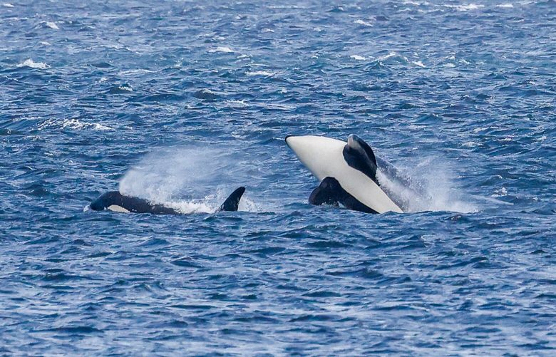 Members of the L pod of Southern Resident orcas head toward Penn Cove from Saratoga Passage on November 4.