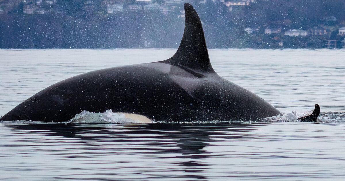 Concern turns to mother orca Tahlequah as she carries dead calf