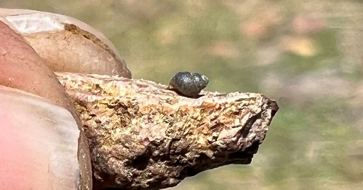 A drop in groundwater could mean big trouble for a tiny snail as Nevada lithium project presses on