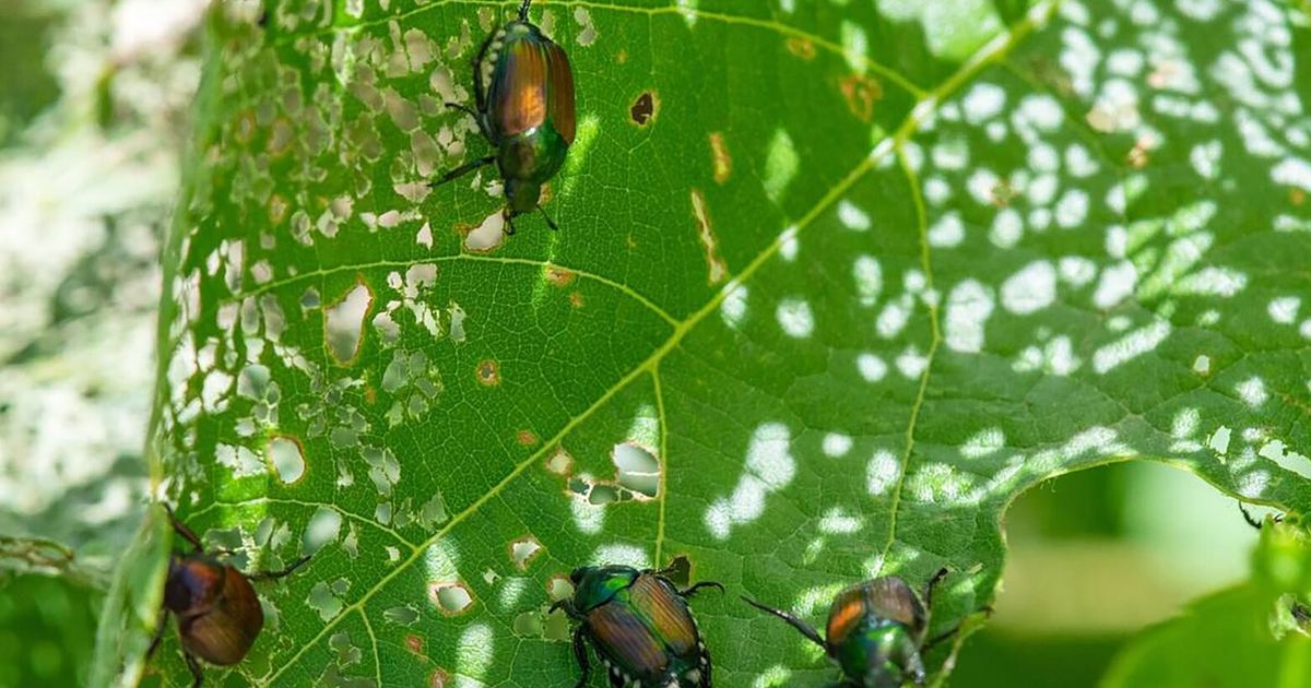 WA agency asks for help in fight against invasive bug