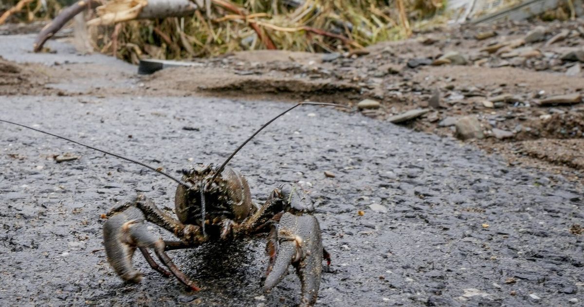 New research shows a quarter of freshwater animals are threatened with extinction