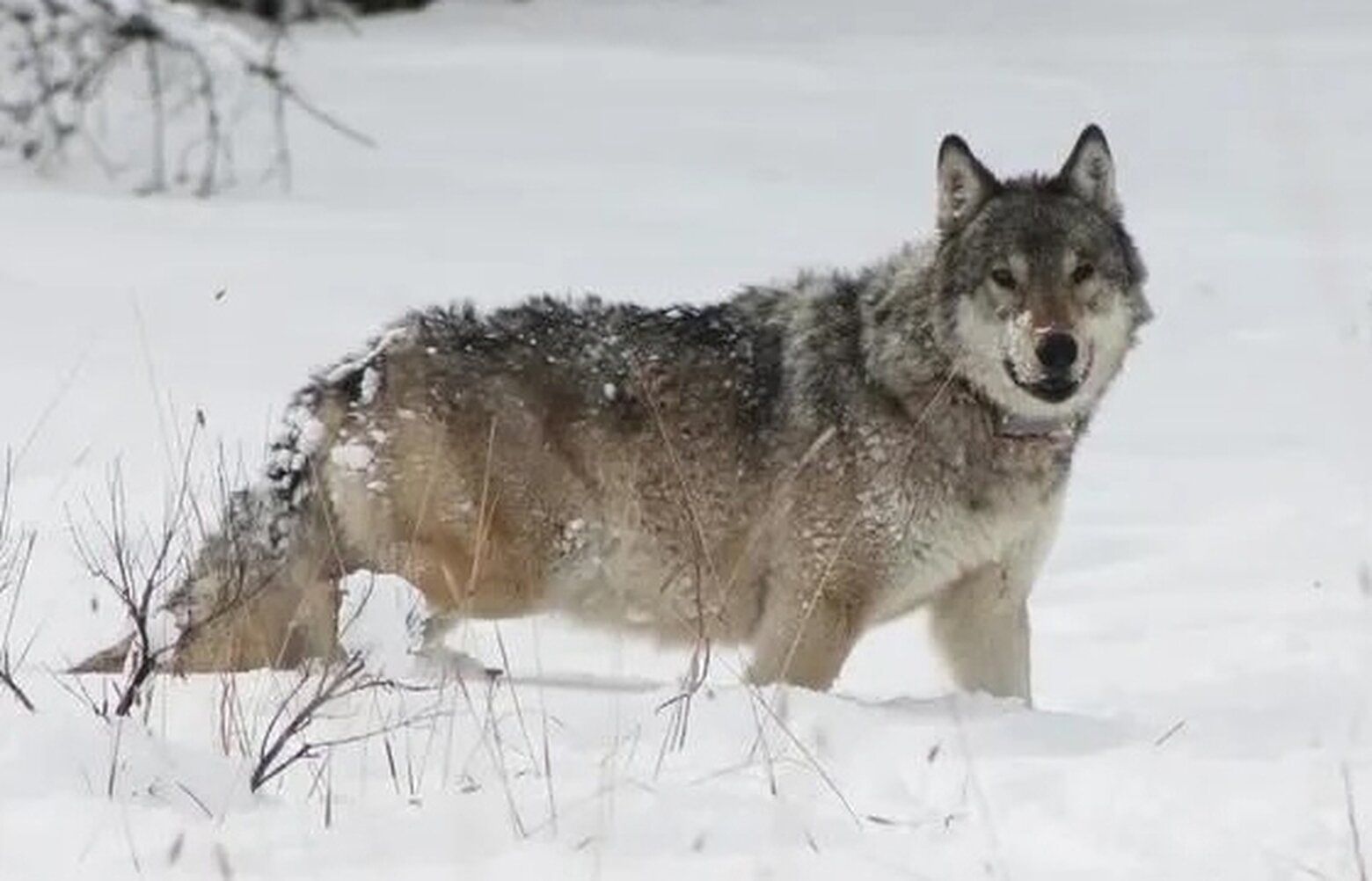 One of Yellowstone's oldest wolves dies after fight with