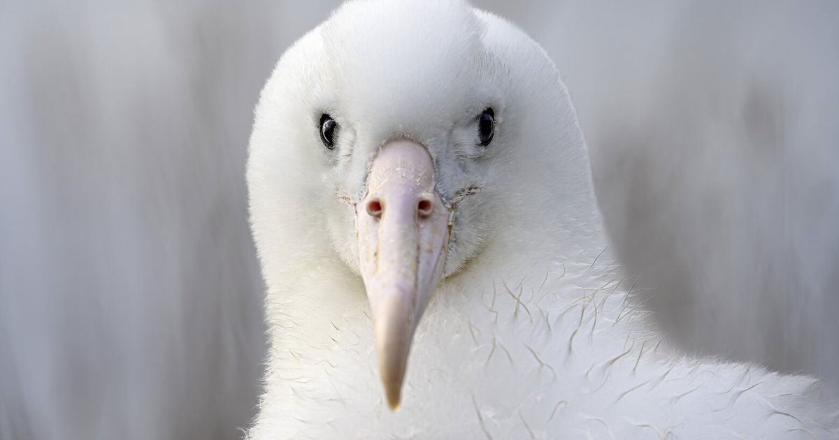 An albatross couple shares egg duty in this captivating reality show