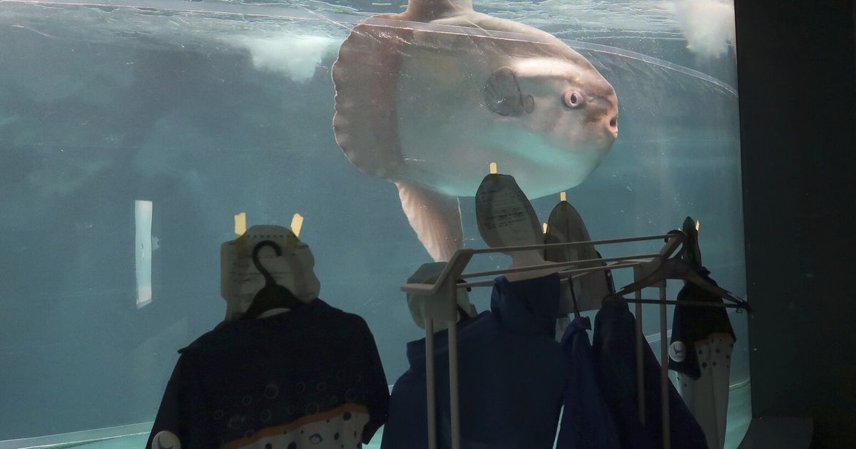 Sunfish that got sick after aquarium closed has recovered — thanks to human cutouts