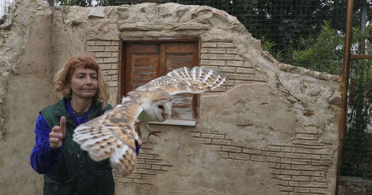 An unlikely symbol of cooperation, the barn owl brings Arab and Israeli scientists together