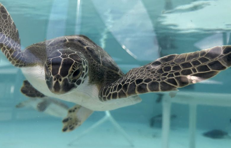 A green sea turtle being treated for cold stunning is seen swimming in a tank at Loggerhead Marinelife Center in Juno Beach, Fla., on Wednesday, Jan. 29, 2025.  (AP Photo/Cody Jackson) RPJC104 RPJC104