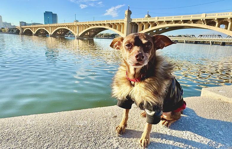 Damian the miniature Doberman Pinscher, poses in his new home of Arizona, less than two weeks after being reunited with his owner, Paul Guilbeault, after 7½ years apart. MUST CREDIT: Paul Guilbeault