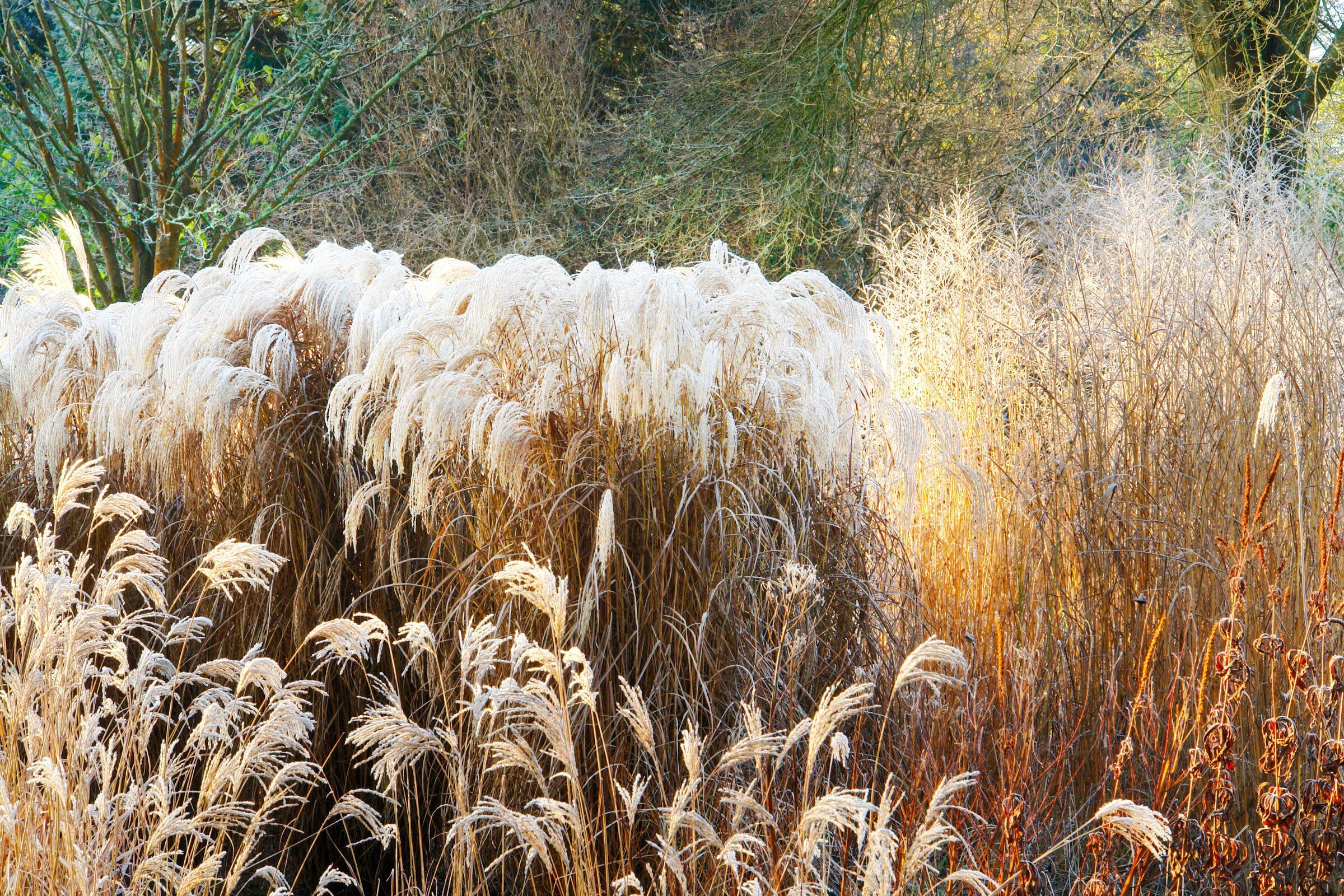 A guide to the verdant perks of gardening with ornamental grasses