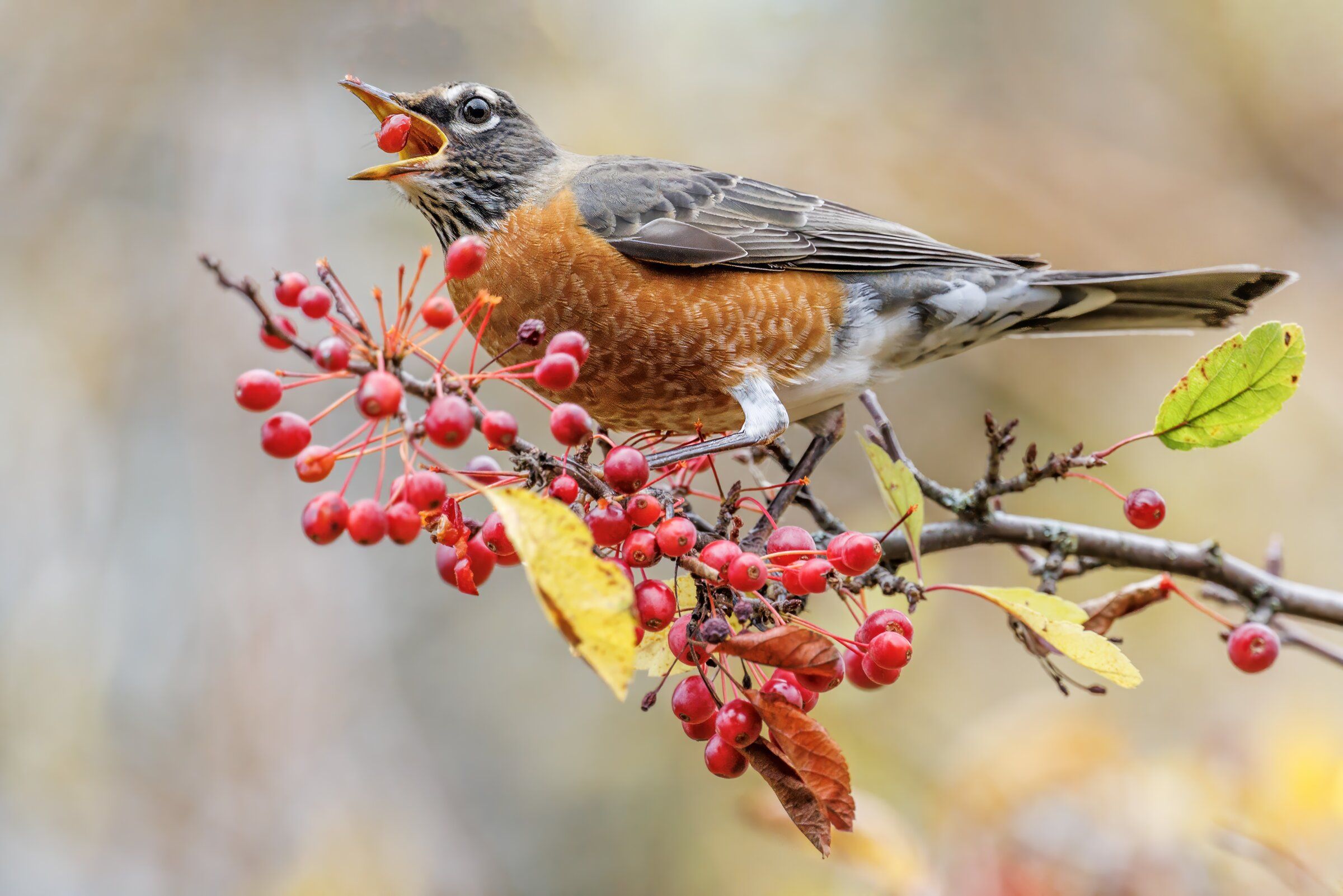 A robin comes out of hiding for this Union Bay branch packed with