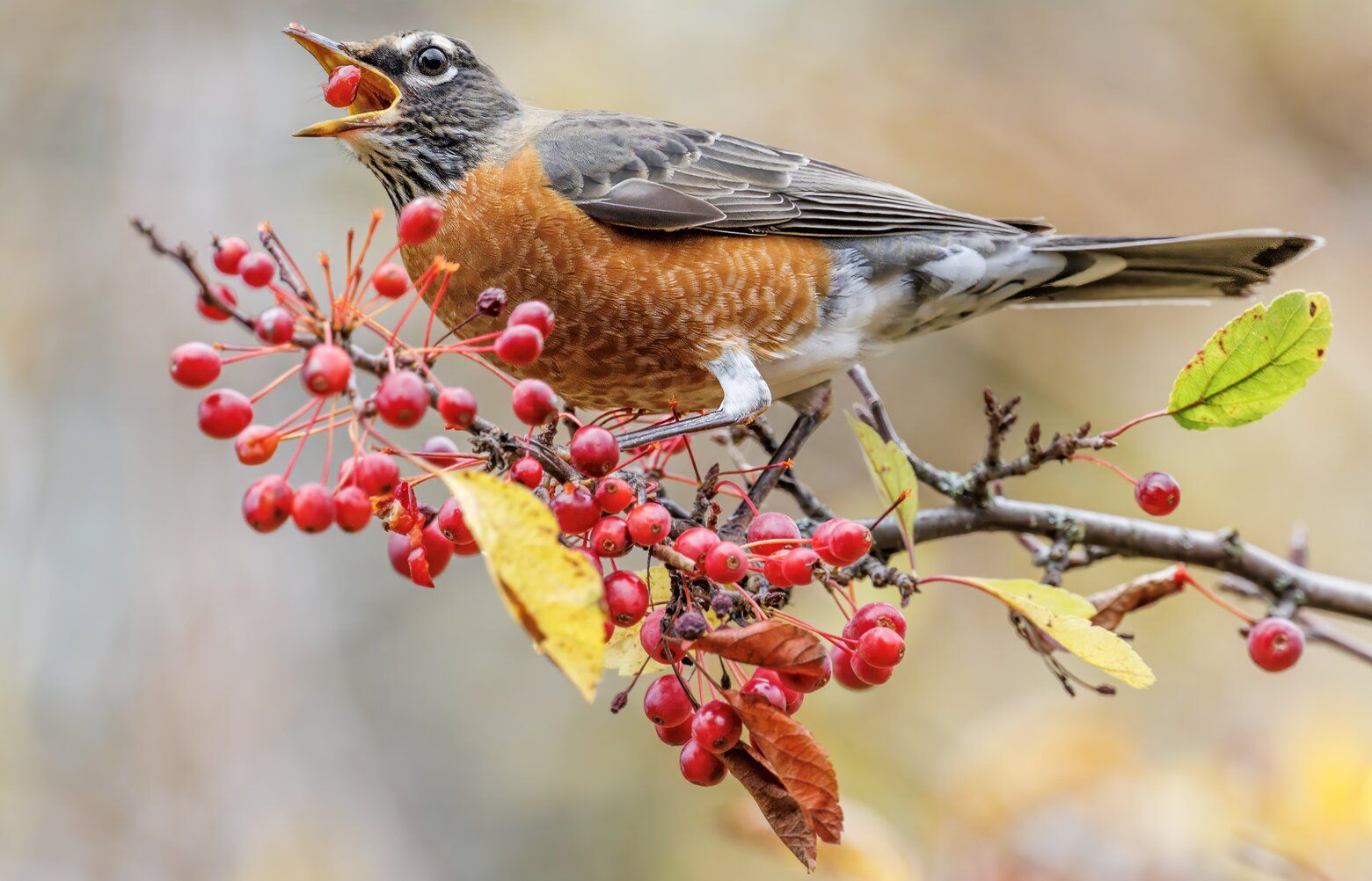A robin comes out of hiding for this Union Bay branch packed with