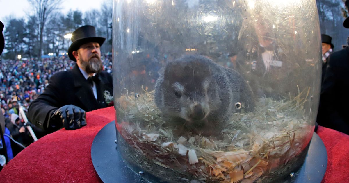 Punxsutawney Phil to emerge with his annual prediction about the end of winter