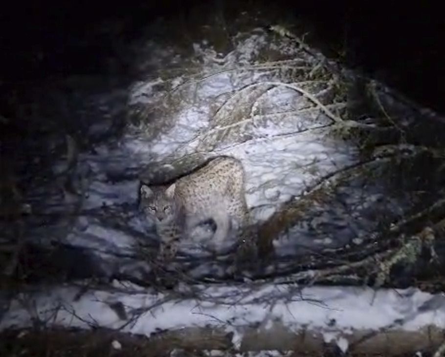 Lynx on the loose in Scotland highlight debate over reintroducing species into the wild