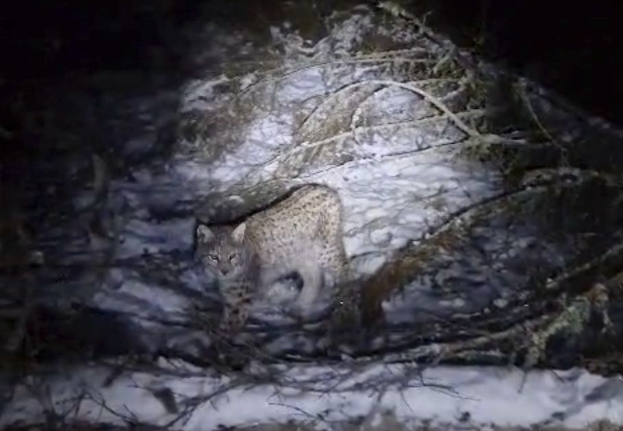 Lynx on the loose in Scotland highlight debate over reintroducing species into the wild