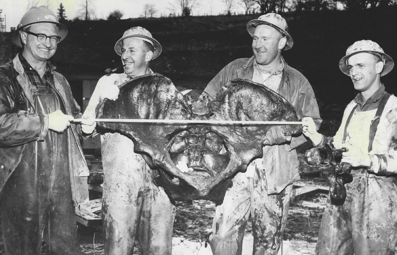 THEN: A Seattle-Tacoma International Airport construction crew, from left, Orville Gossage, Efeo Cecotti, Don Stites and Gordon Simmons, displays a 45-inch-wide sloth pelvis, more than 12,500 years old, for a Seattle Times photographer on Feb. 14, 1961. Simmons, originally from Ilwaco, had moved to bustling Seattle, which was preparing for its 1962 World’s Fair.  (Johnny Closs / The Seattle Times Archive)