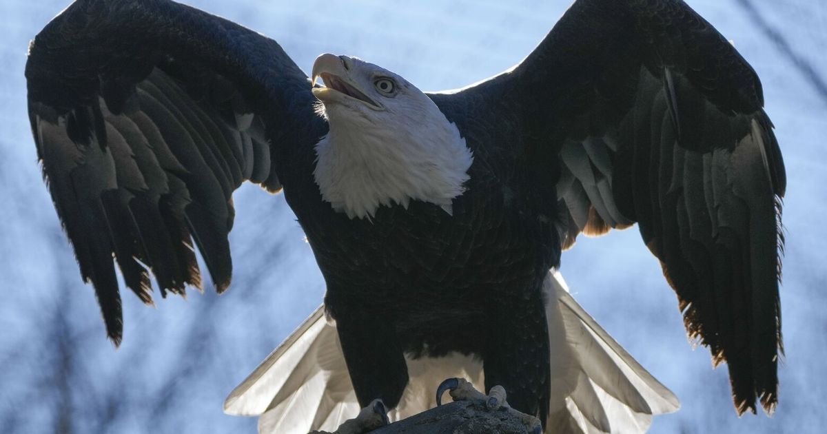 American bald eagles are having a moment, ecologically and culturally
