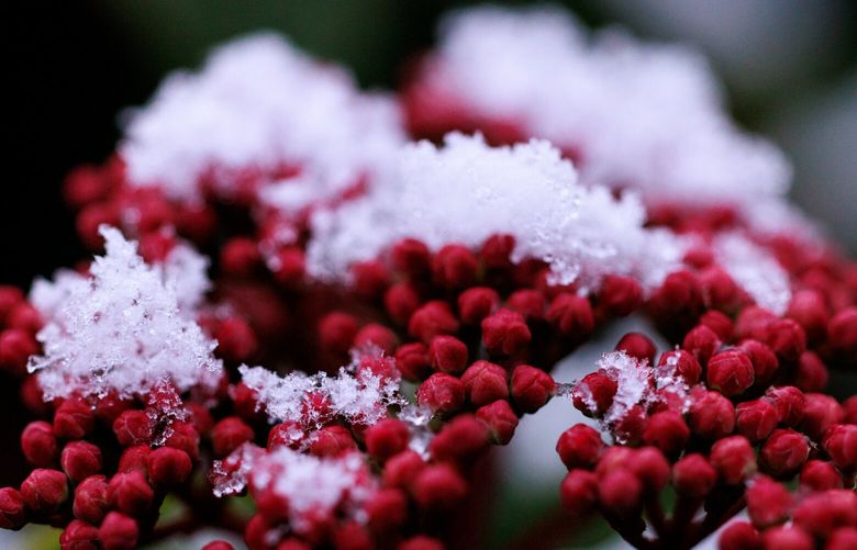Morning snow dusts the foliage in West Seattle Monday, Feb. 4, 2025.