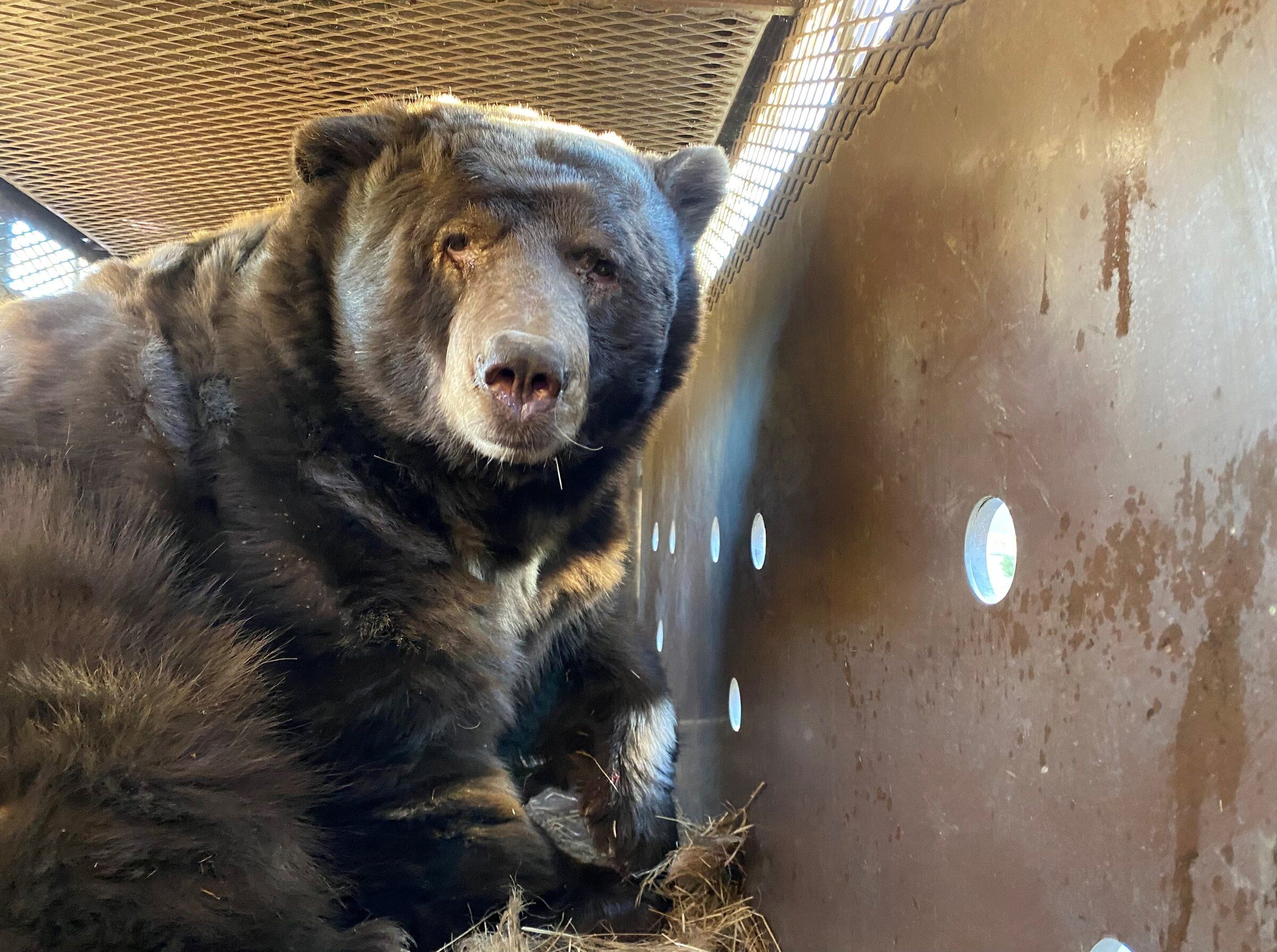 A 525-pound bear found a crawl space that was jussst right | The