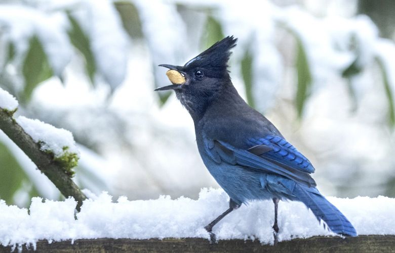 A Steller’s jay eats a peanut in a Normandy Park yard Wednesday, February 5, 2025. More snowfall is predicted for Wednesday afternoon. 229245