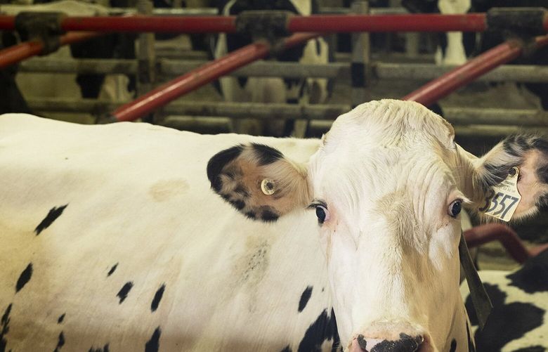 Cows at a dairy farm near Colby, Wis., June 26, 2024. The discovery of a new form of bird flu in American dairy herds suggests that the disease could be difficult to stamp out in cows and may pose a persistent risk to the people who work in the dairy industry. (Tim Gruber / The New York Times)