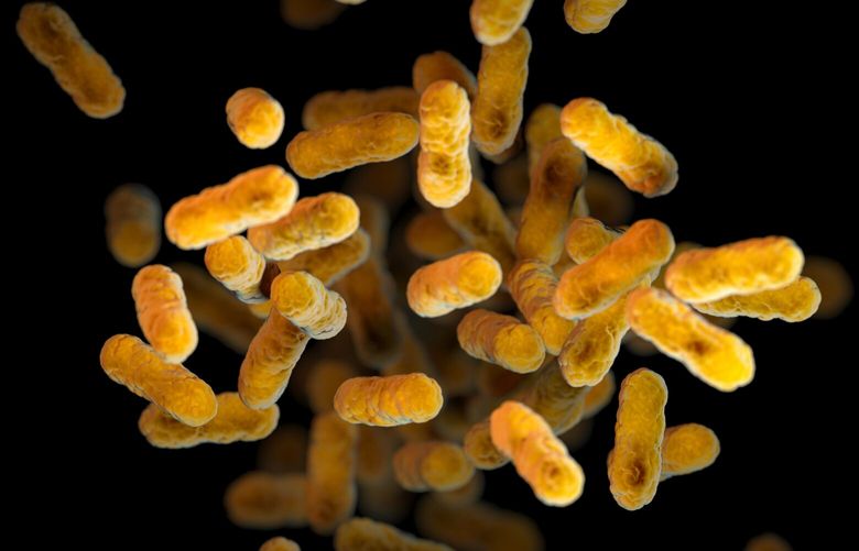 This 2016 illustration provided by the Centers for Disease Control and Prevention depicts Bordetella pertussis bacteria, which causes whooping cough, based on electron microscope imagery. (Meredith Newlove/CDC via AP)