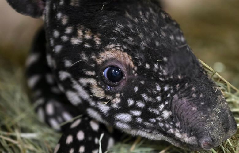 A rare and endangered Malayan tapir calf was born at Point Defiance Zoo & Aquarium on Sunday, February 2, marking only the second tapir birth in the zoo’s 120-year history. 

The newborn, covered in distinctive white spots and stripes that resemble a tiny, walking watermelon, is considered healthy. Mother Yuna, 10, is also doing well, according to Head Veterinarian Dr. Karen Wolf. The calf’s father, Baku, is also 10 years old. (Courtesy of Point Defiance Zoo & Aquarium)