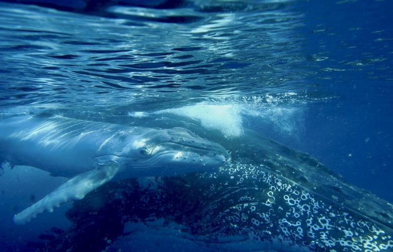An undated photo provided by Marc Quintin shows a humpback whale. A team of scientists found that the intricate songs of humpback whales, which can spread from one population to another, follow a pattern of language similar to that of humans. (Marc Quintin via The New York Times) — NO SALES; FOR EDITORIAL USE ONLY WITH NYT STORY SLUGGED WHALE SONG BY EMILY ANTHES FOR FEB. 6, 2025. ALL OTHER USE PROHIBITED. — XNYT0922 XNYT0922