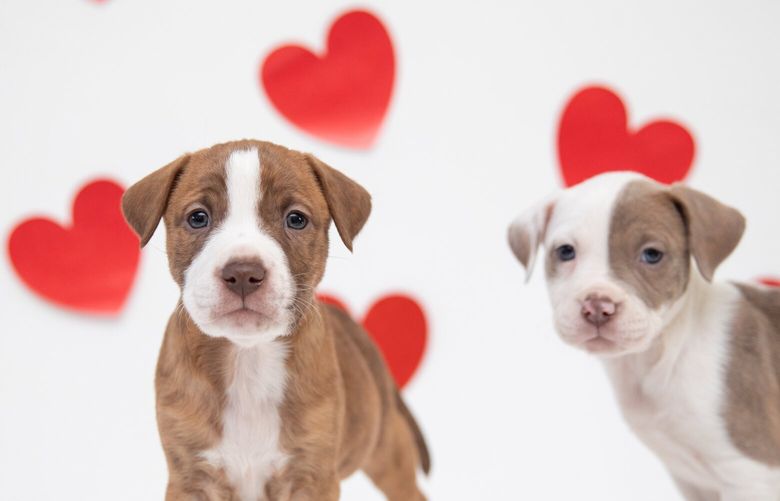 Puppies Dio, left, and Rosie pose for a Valentine’s Day promotion picture for Best Friends Animal Society. The nonprofit organization is offering free Valentine’s Day sleepovers this year, pet supplies included. MUST CREDIT: Sarah Ause Kichas
