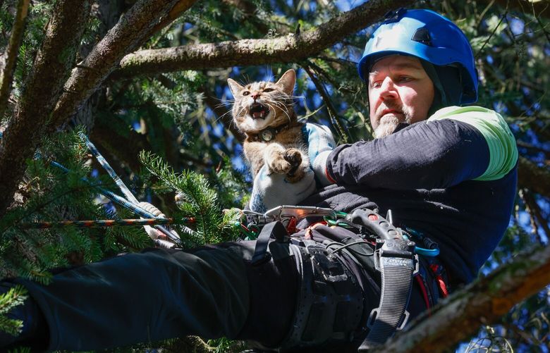 Shaun Sears of Canopy Cat Rescue rescues a cat named Blaze that had been stuck in a tree overnight in Lake Forest Park on Tuesday, February 11, 2025. Sears estimates they’ve rescued around 8000 cats since they started 16 years ago, approximately 500-800 cats a year currently. The nonprofit relies solely on donations. “Folks can donate on our website, CanopyCatRescue.com, if they want to support what we do.” says Sears. “A lot of times, in situations like this one, we don’t charge, for a lot of reasons like this, because it’s an unknown cat. Nobody knows whose cat it belongs to. So, if folks want to support what we do they can always donate.” Sears and his rescue partner Tom Otto are both arborists. They rescue cats in areas all over Washington state, “but pretty much predominantly the west side of the mountains. “We’ll climb as high as the tree is tall.” he says. “Sometimes the difficulty will rely in the cat’s receptivity to us, but also the stability of the tree.” Sears says the highest tree they’ve rescued from was 185 feet. Sears says cats fair better on cold dry nights than when its rainy and 50 degrees. Last nights’ temperature dipped down to 23 degrees. A cold weather advisory is in effect until Wednesday, 10am tomorrow morning.
