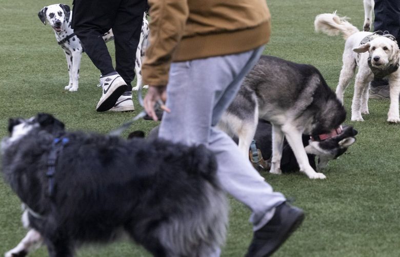 Dog owners play with their dogs at Cal Anderson Park, located at 1635 11th Ave., in Seattle, Thursday, December 12, 2024.  Dogs are not allowed at the park but dog owners seem be considerate of others using the park and move to vacant areas if others want to use the area where they are hanging out..  Most of the dog owners have become friends, as have their dogs.

 Seattle parks like Cal Anderson, Volunteer, Jefferson, beaches have become like off-leash dog parks since the pandemic. Dog owners say there’s nowhere else to go. Other users of parks are frustrated at the impacts. 

 228827