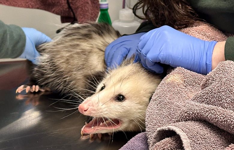 The opossum that ate almost an entire Costco chocolate cake was examined at Nebraska Wildlife Rehab and is now on the mend. MUST CREDIT: Nebraska Wildlife Rehab