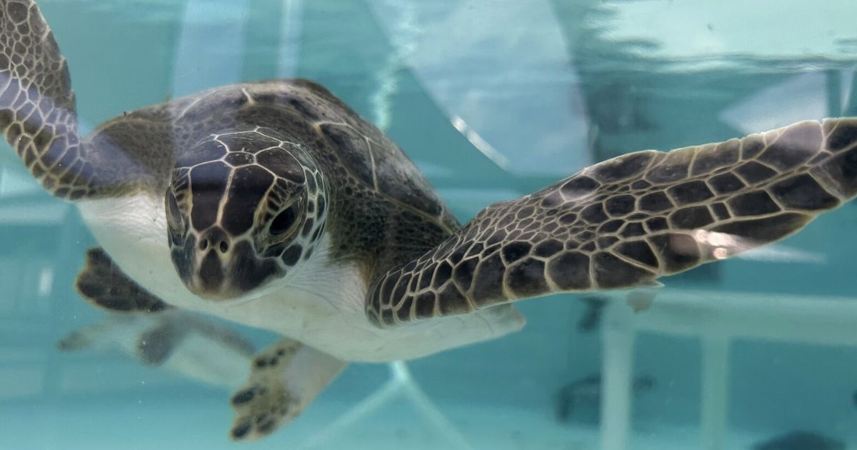 Sea turtles return to the Atlantic Ocean off Florida after being ...