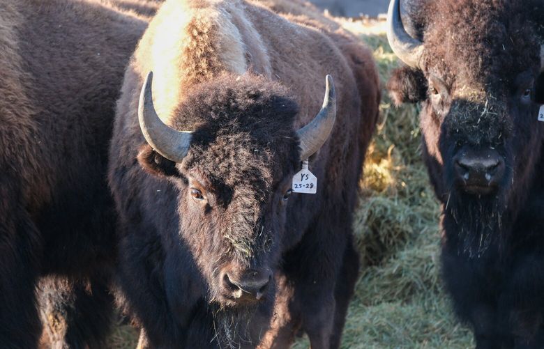 Newly delivered bison bulls are corralled together in a pen in Central Washington.