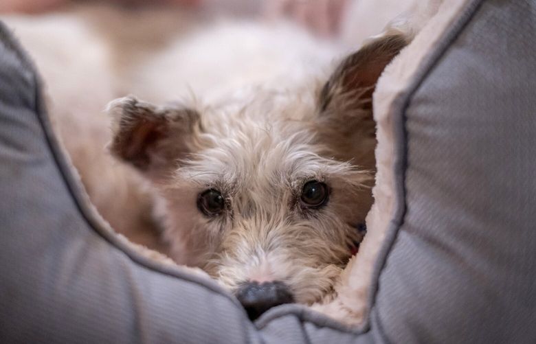 The stray dog who became know as Scrim, in New Orleans, Feb. 13, 2025. For 15 months, Scrim ran wild around New Orleans, eluding capture and developing a giant fan base – his saga that inspired tattoos, murals and Mardi Gras floats. (Emily Kask/The New York Times) XNYT0121 XNYT0121
