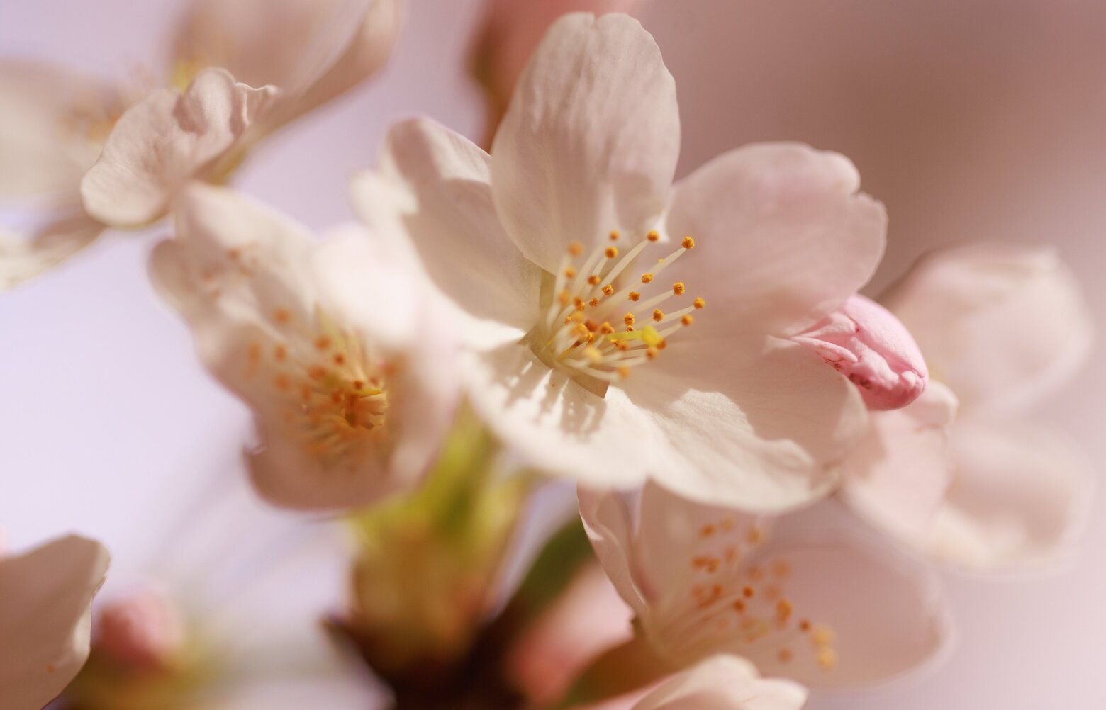 When cherry blossoms will hit peak bloom in the Seattle area