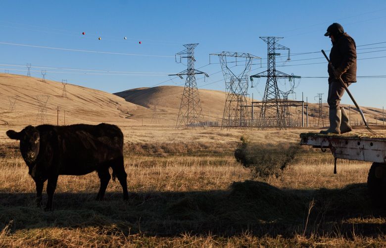 Ranch manager Chris Tucker feeds cattle barley hay and alfalfa at Robert Ranch 5+1, in Benton County, Wash. Wednesday, Jan. 6, 2025. 
 228959