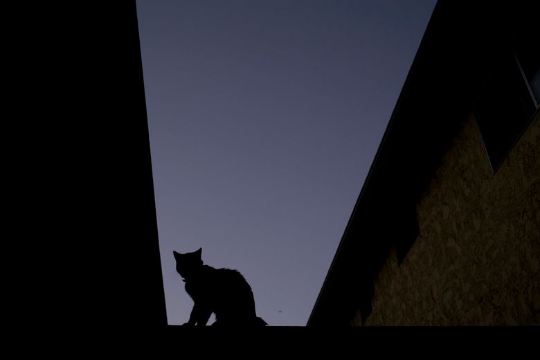 FILE – A silhouetted cat sits on a fence of a condominium complex at dusk, June 18, 2017, in La Habra, Calif. (AP Photo/Jae C. Hong, file)
