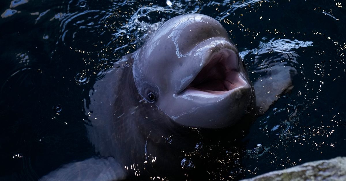 Beluga calf in Chicago is meeting the aquarium’s pod and will soon be ...