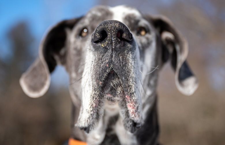 Zander the Great Dane at the Lynn Woods Reservation in Lynn, Massachusetts. MUST CREDIT: Kylie Cooper/For The Washington Post