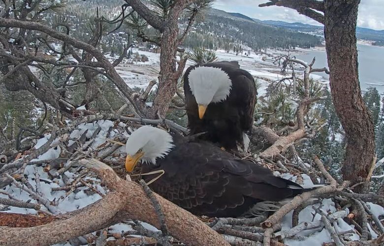 In this remote camera image by Friends of Big Bear Valley and Big Bear Eagle Nest Cam, released by the U.S. Forest Service, shows pair of bald eagles named Jackie and Shadow watch over their eggs in a nest high atop a tree along Big Bear Lake in Southern California. (Friends of Big Bear Valley and Big Bear Eagle Nest Cam/U.S. Forest Service via AP, file)