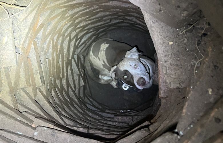When a Texas man heard barking from under his home, animal control found a dog stuck in an old water well below the house. (MUST CREDIT: Longview Fire Department)
