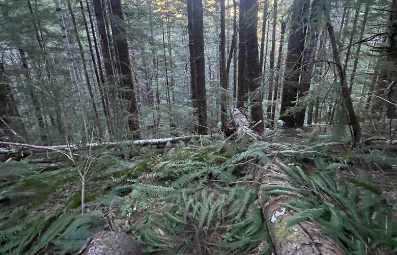 We may have overharvested some Washington forests, but we didn’t ruin them as many people believe, the author writes. Pictured is a second growth stand above Spider Lake in Mason County.