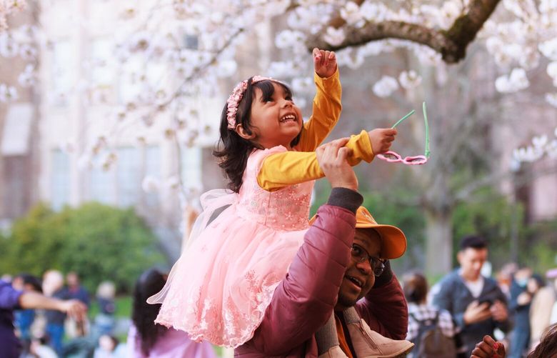 Iraban Das Gupta, his daughter Samaira, 3, and wife Simi Sengupta join crowds enjoying the cherry blossom bloom at the University of Washington Quad in Seattle Monday, March 18, 2024. 
 226438