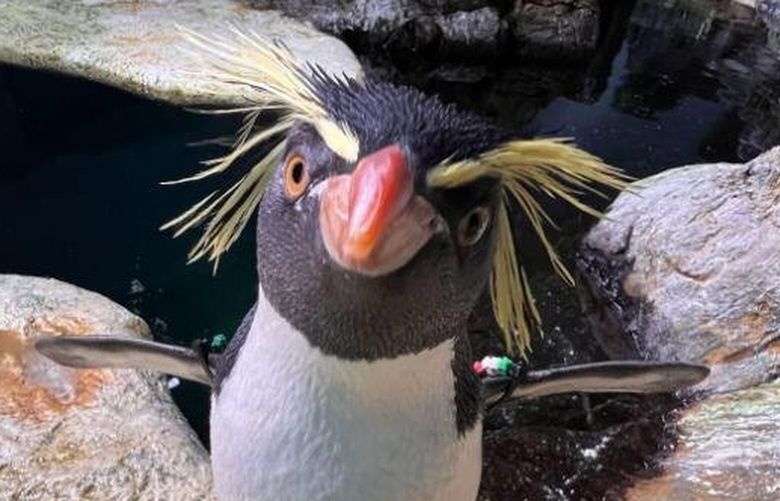 Marley the penguin shows off for visitors at the Moody Gardens aquarium in Texas. MUST CREDIT: Moody Gardens