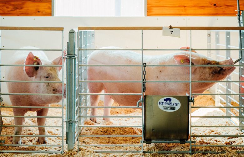 Pregnant sows at the eGenesis lab and farm in Wisconsin, Sept. 11, 2024. Some scientists are confident that organs from genetically modified pigs will one day be routinely transplanted into humans, but substantial ethical questions remain. (Kevin Serna/The New York Times) XNYT0107