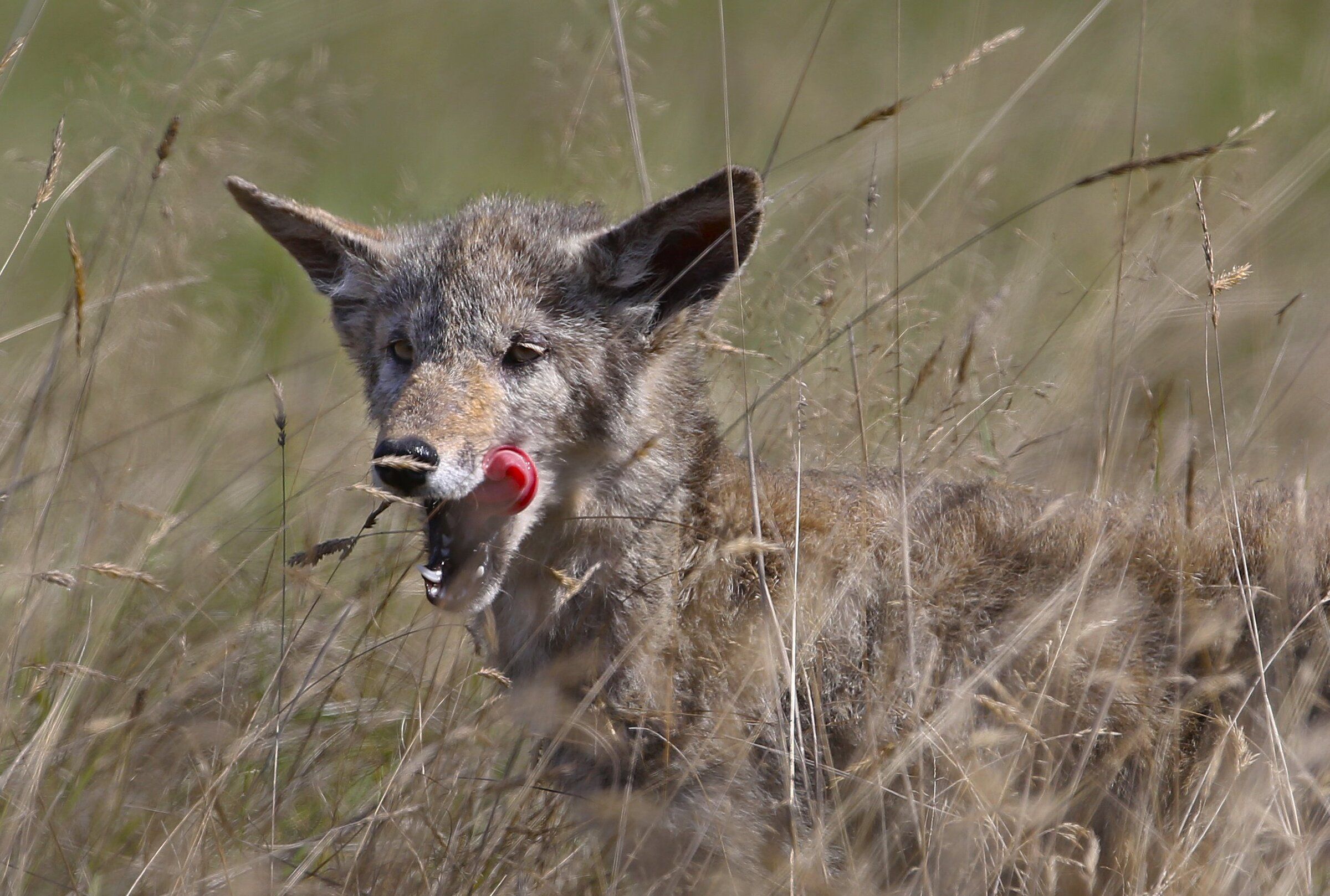 Coyote killed after 5 attacks in Bellevue; another escapes | The