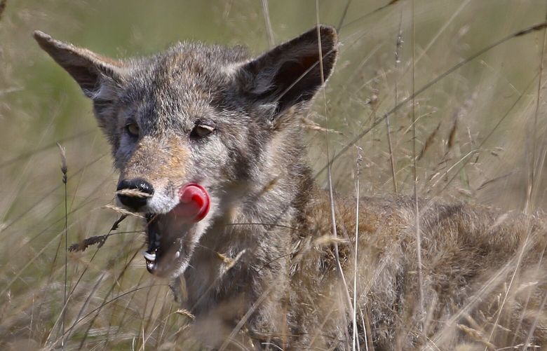 A coyote stalks it’s prey in a pasture near the Nisqually River on a recent sunny afternoon. LO