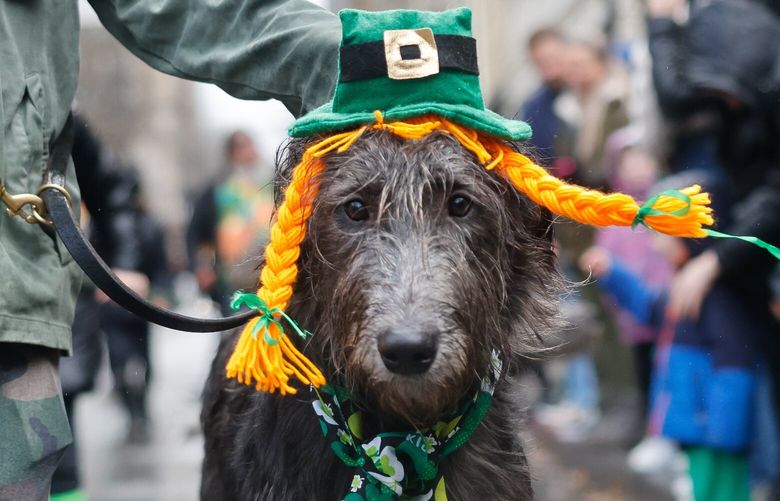 Indigo, takes in the scene with Brad Mowen marching with the Irish Wolfhounds of Puget Sound in the St. Patrick’s Day Parade on a rainy Saturday, March 18, 2025.