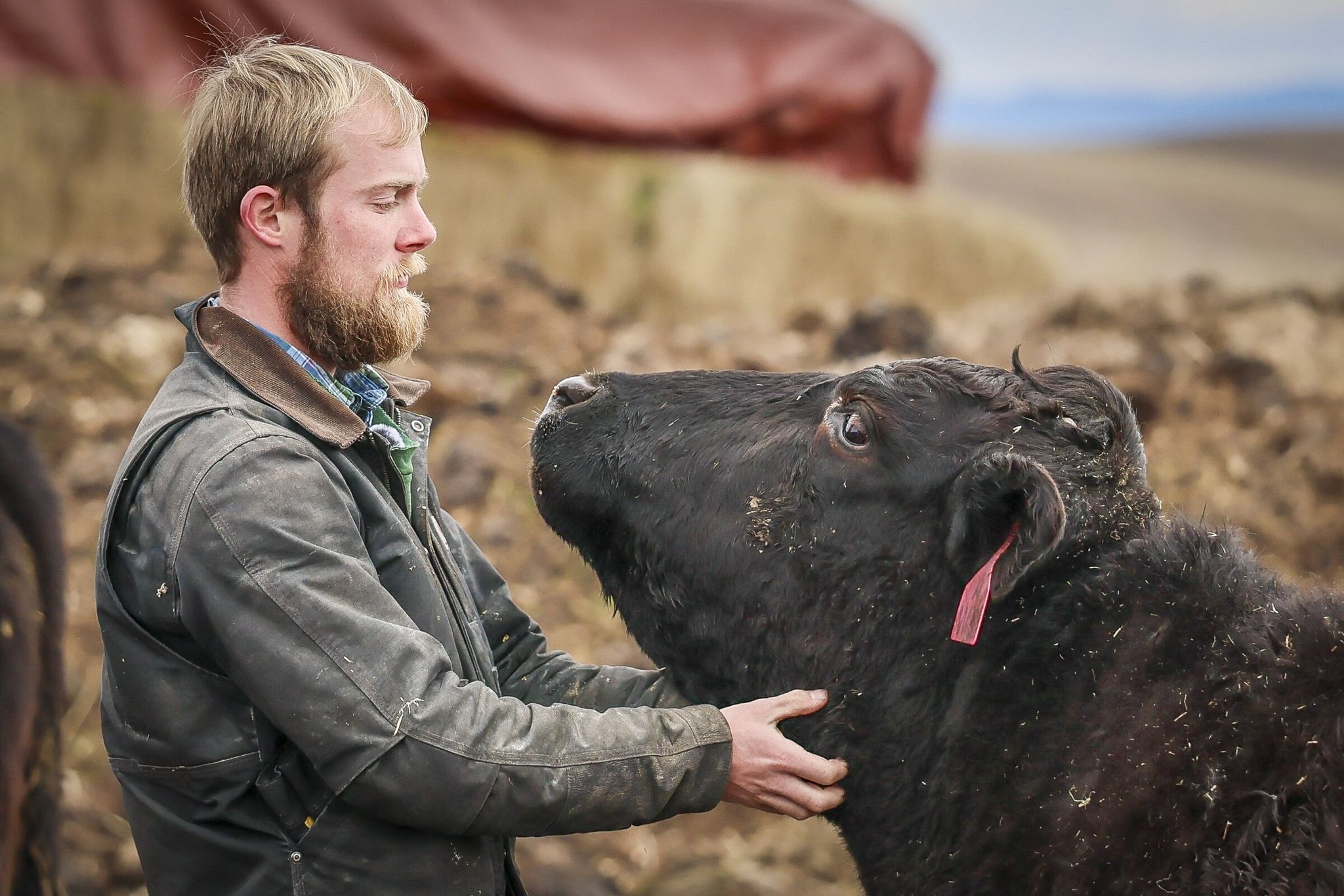 Whacker Ranchers This WA rancher deeply loves his wagyu cattle, from birth to burger ...