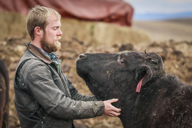 Ryley Griffiths offers some scratches to a cow at the Palouse River Premium Beef ranch in Colfax, Whitman County, on March 4. (Kevin Clark / The Seattle Times)
