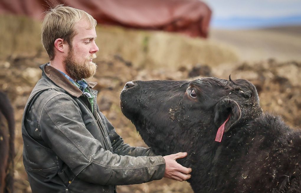 This WA rancher deeply loves his wagyu cattle, from birth to  display picture 1